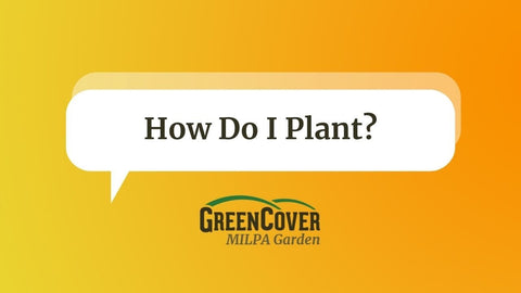 How to Plant MILPA: Drilling, Broadcasting, and No-Till Options