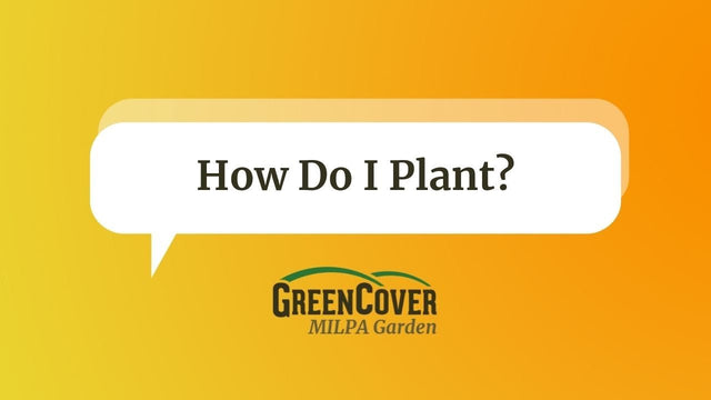 How to Plant MILPA: Drilling, Broadcasting, and No-Till Options