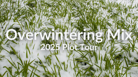 Overwintering Mix for Fall Planting: Cover Crop Tour