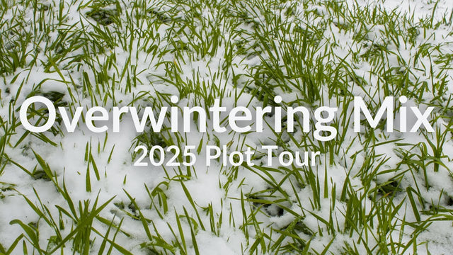 Overwintering Mix for Fall Planting: Cover Crop Tour