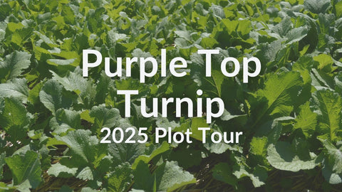 Purple Top Turnip for Winter Grazing: 2025 Test Plot Tour