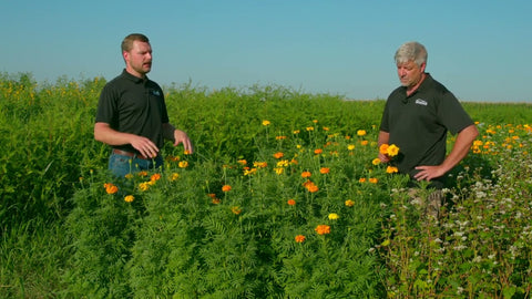 Marigold for Cover Crop Mixes: Weed Control, Beneficial Insects & Nematode Management