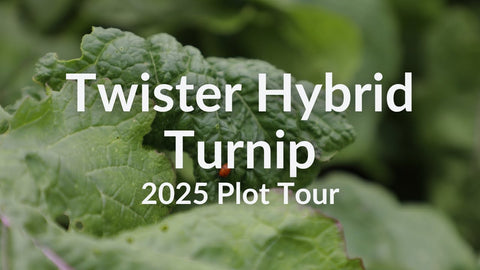Twister Hybrid Turnip for Spring and Summer Grazing