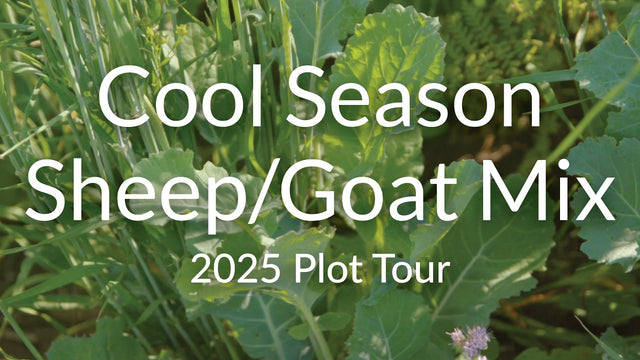Cool Season Sheep and Goat Grazing Mix: What to Plant and How to Graze It