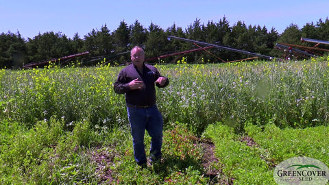 Persian Clover: A Low-Growing Legume for Pasture and Wildlife