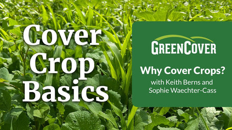 Why Plant Cover Crops? The Basics