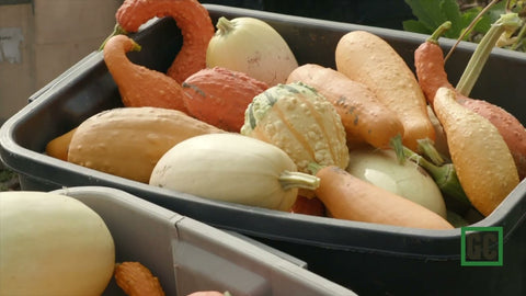 The Milpa First Acre Program: Free Seed to Feed Your Community