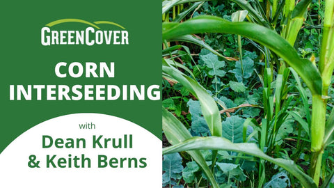 Corn Interseeding: Timing, Equipment, and Real-World Trials