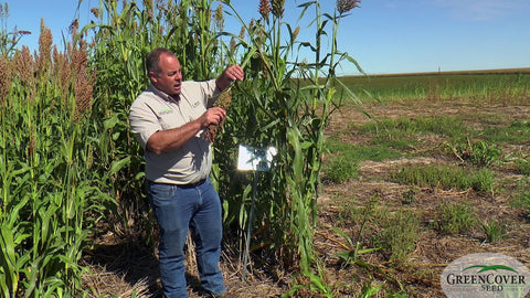400 BMR Sorghum: Male Sterile Forage for Hay, Grazing & Silage