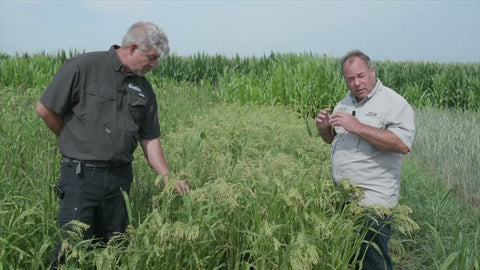 Proso Millet: Quick-Maturing Grain for Dry Land and Wildlife Mixes