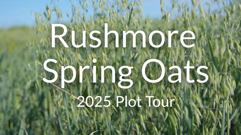 Rushmore Spring Oats: A Dual-Purpose Cover Crop for Spring Grazing and Forage