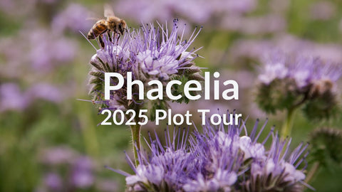 Phacelia for Pollinators and Forage: Spring Planting Guide