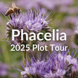 Phacelia for Pollinators and Forage: Spring Planting Guide