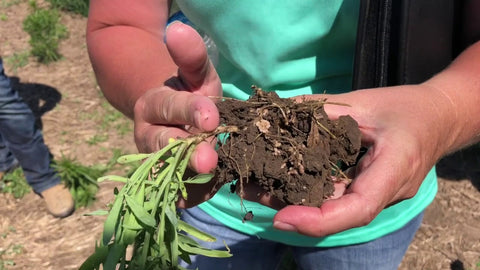 Winter Annual Monocultures and Specialty Mixes: Field Day Tour
