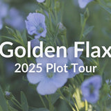 Golden Flax: Why This Overlooked Cover Crop Punches Above Its Weight