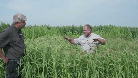 Foxtail Millet for Fast, Budget-Friendly Forage
