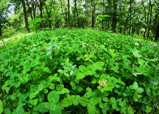 Northern Clover Release