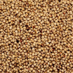 Sorghum Sudan (Cattle Cover BMR MS)