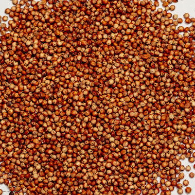 Forage Sorghum (Sorgrow D120 BMR Brachytic Dwarf)