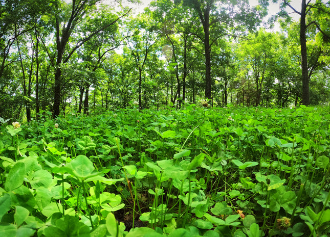 Southern Clover Release