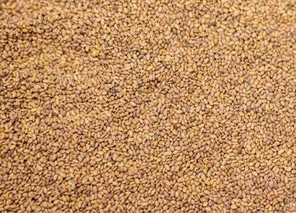 Alfalfa (MVS 4220Q) - OMRI Inoculated