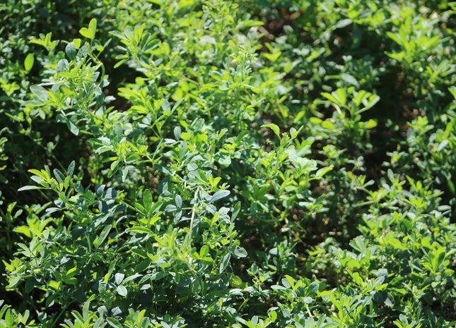 Alfalfa (Vernal) - OMRI Inoculated
