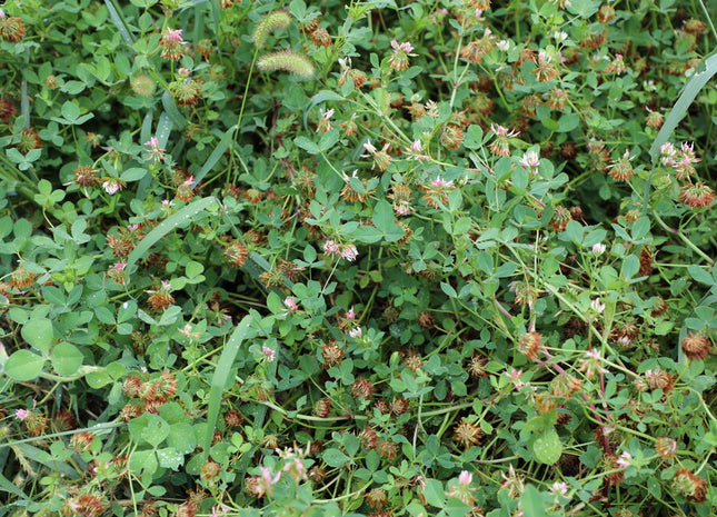 Balansa Clover (Fixation)- OMRI Inoculated