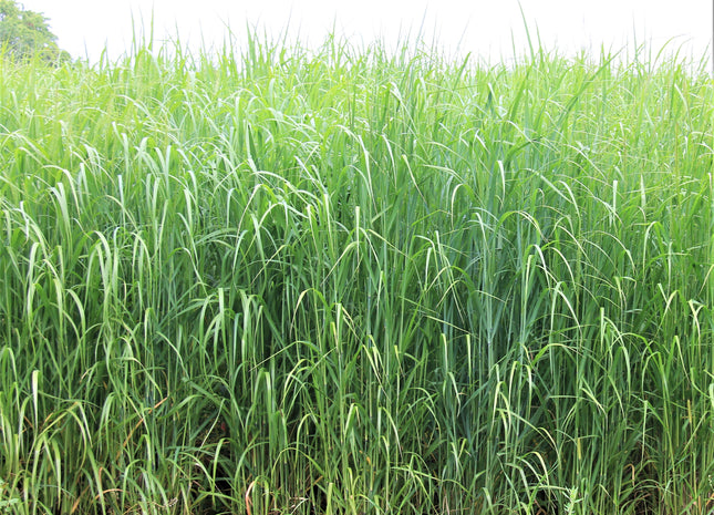 Switchgrass (RC Big Rock)