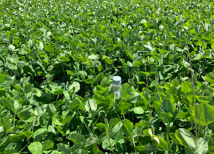 Red Clover (Medium - Big Red) - OMRI Inoculated