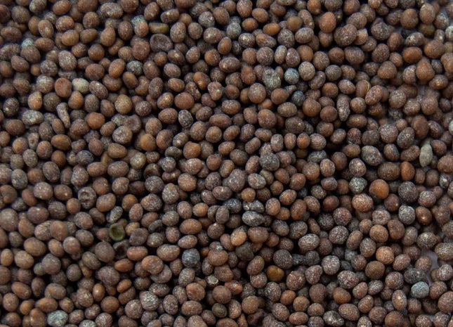 Birdsfoot Trefoil (VNS) - OMRI Inoculated