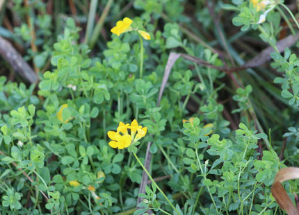Birdsfoot Trefoil (VNS) - OMRI Inoculated