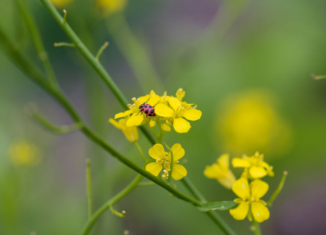 Brown Mustard (Kodiak)