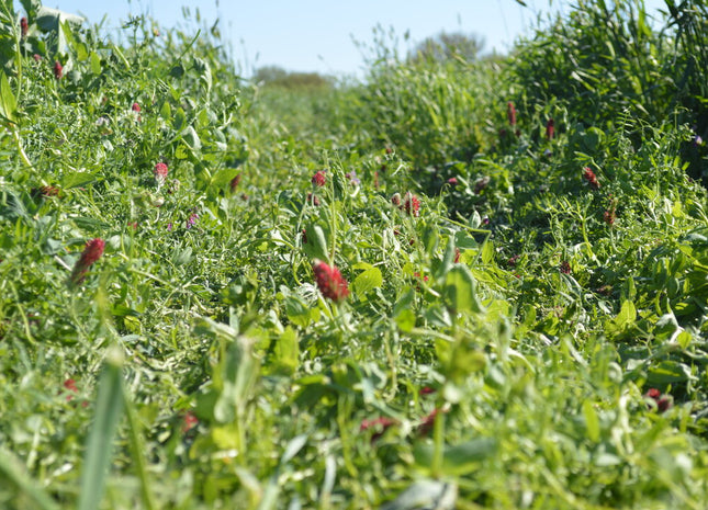 Cool Season Soil Builder