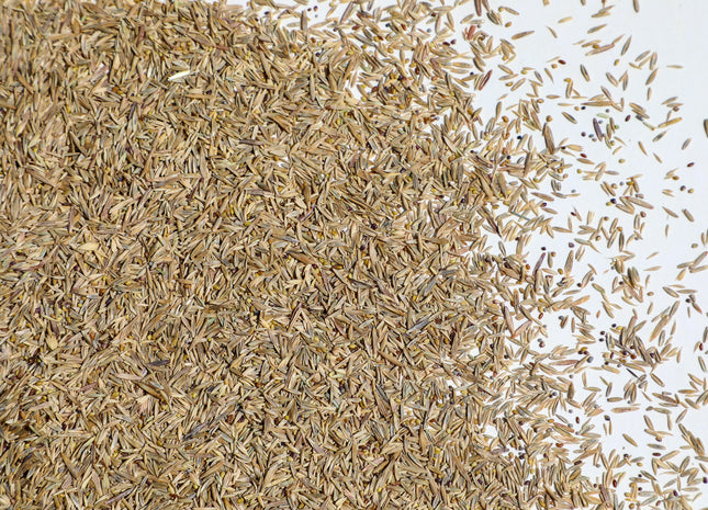 Cool Season Perennial Pasture