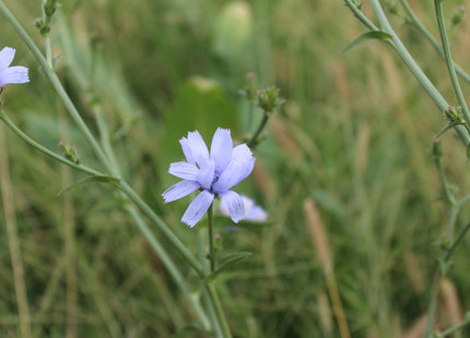 Chicory (Endure)