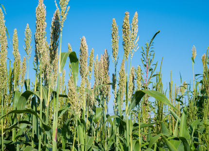 Forage Sorghum (Coes)