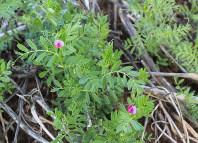 Common Vetch