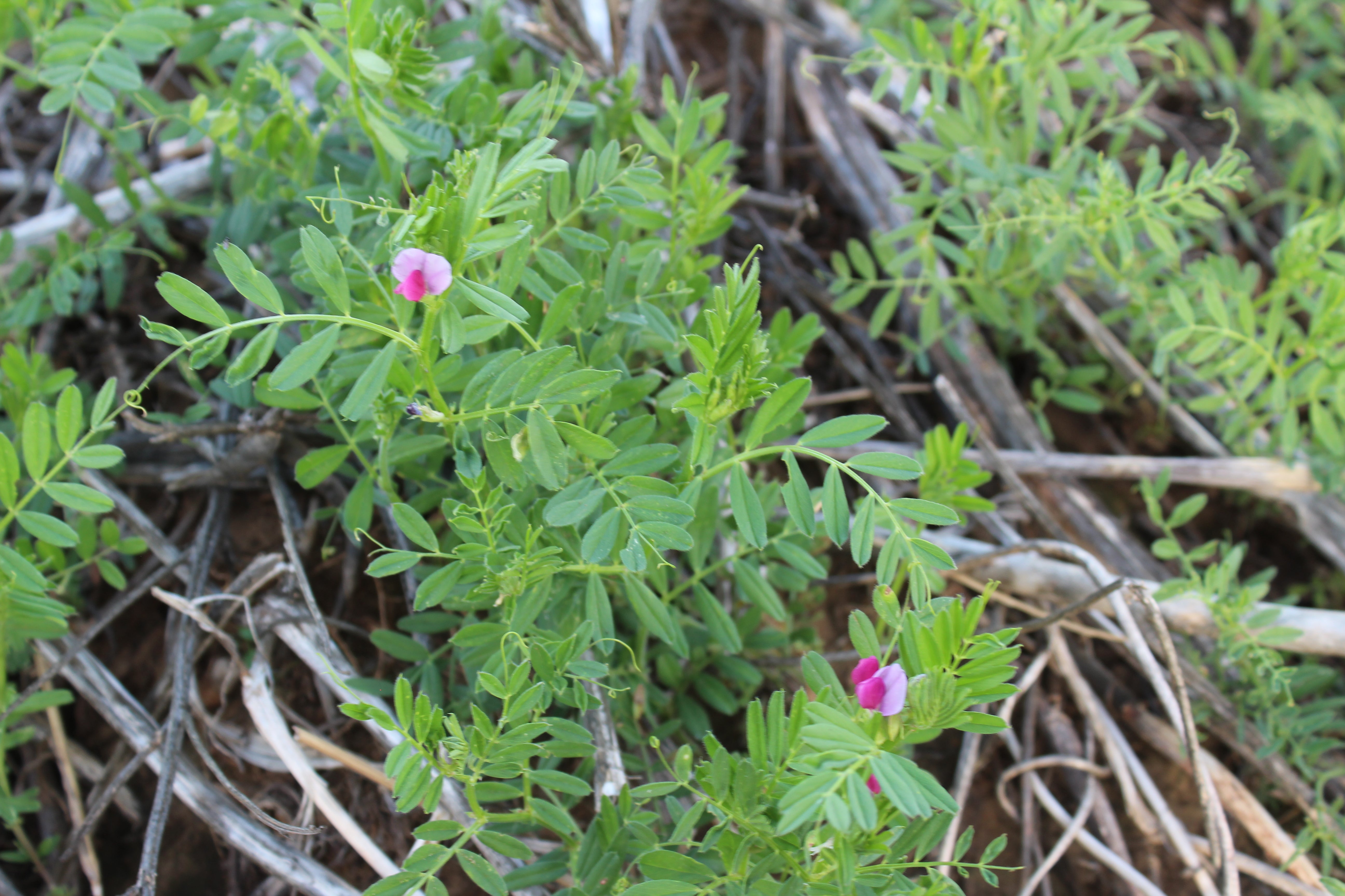 Common Vetch – Green Cover