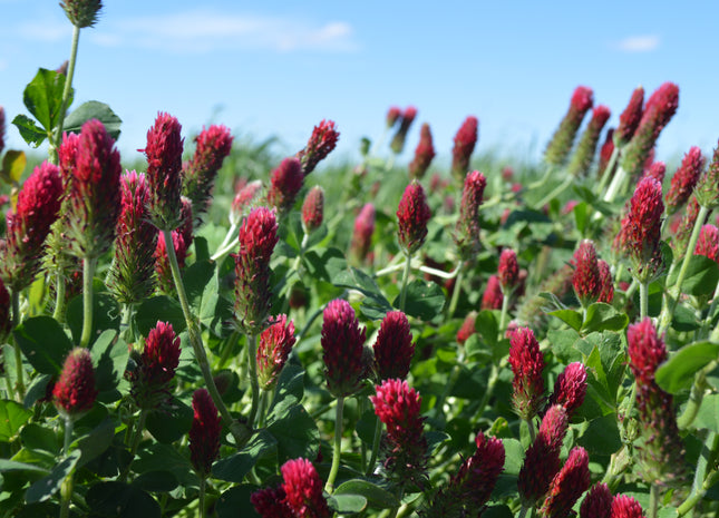 Crimson Clover (Kentucky Pride) - OMRI Inoculated