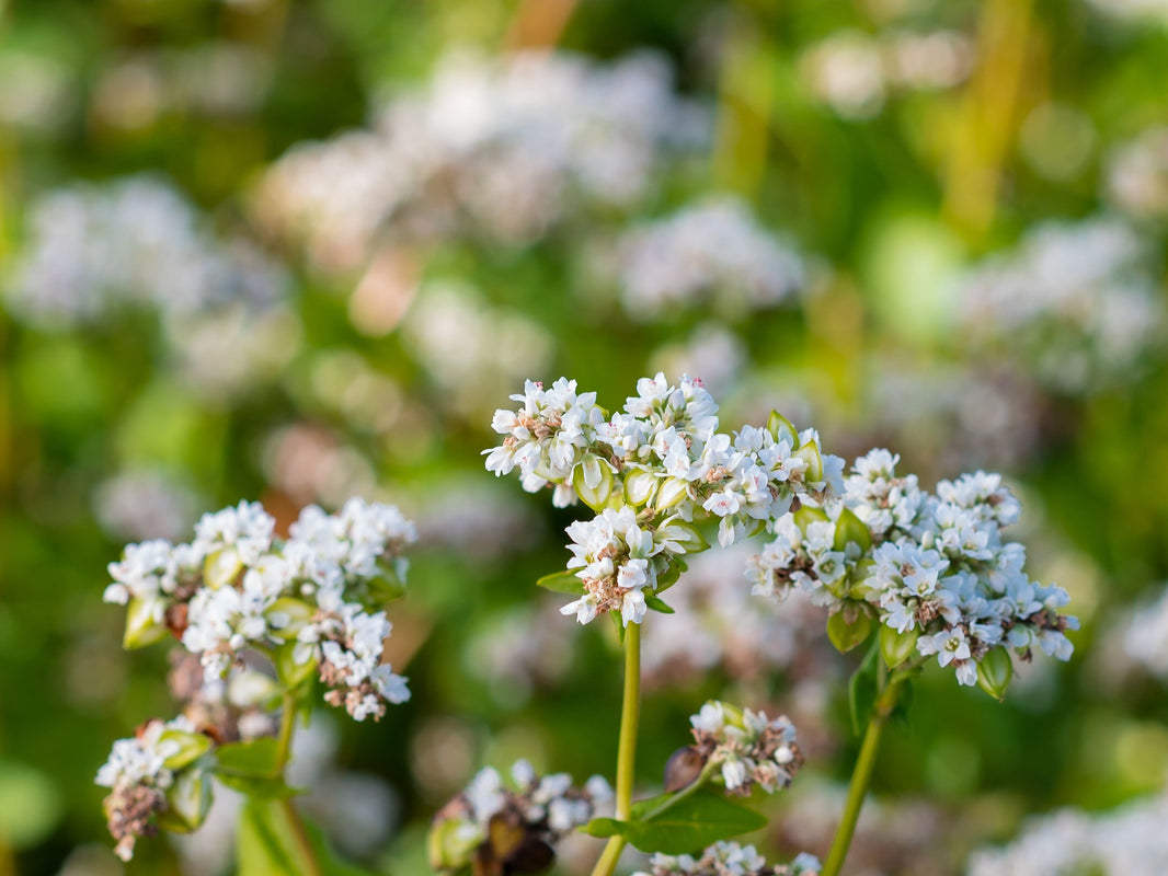 Buckwheat (Mancan) Green Cover