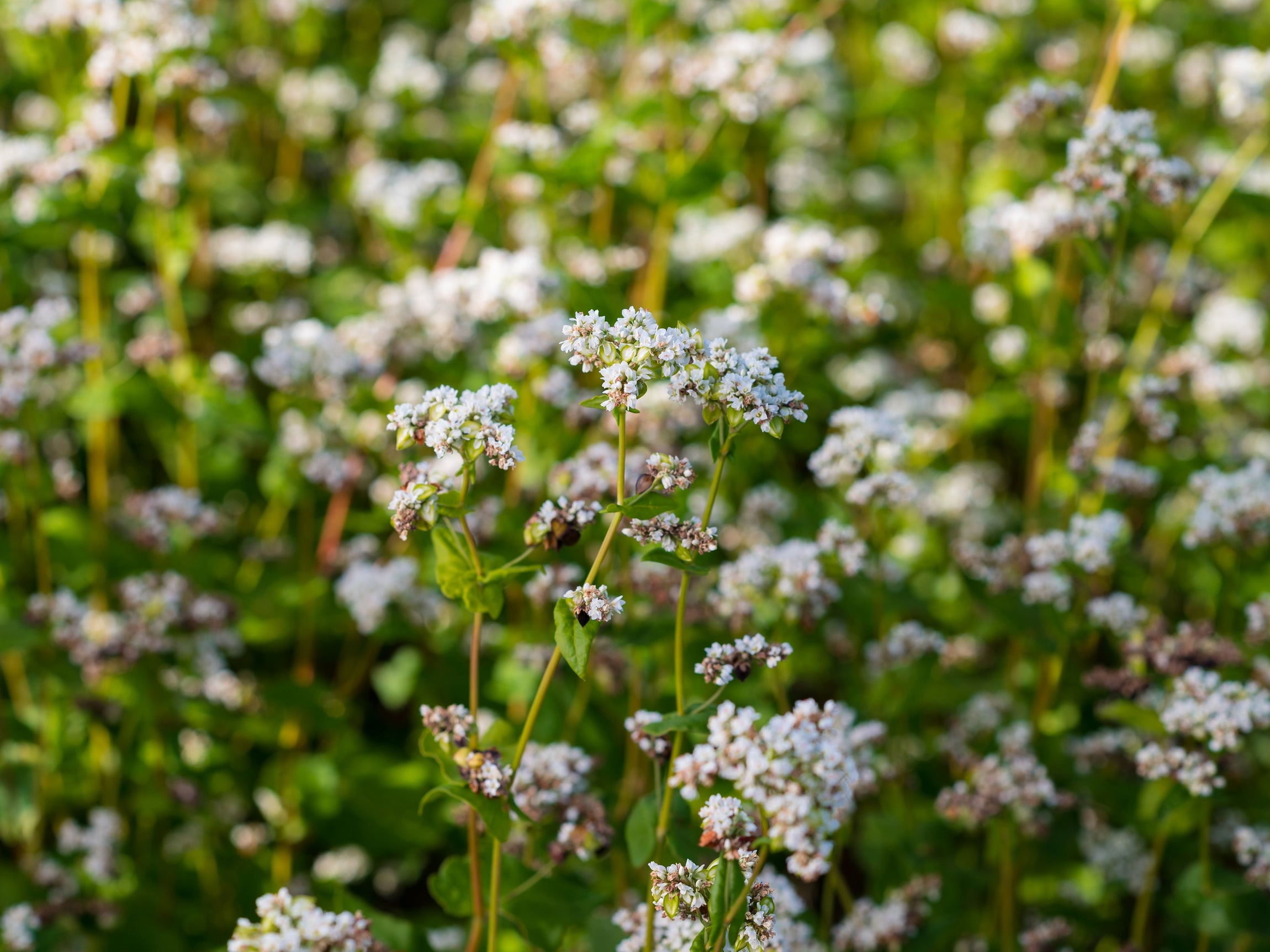 Buckwheat (Mancan) Green Cover