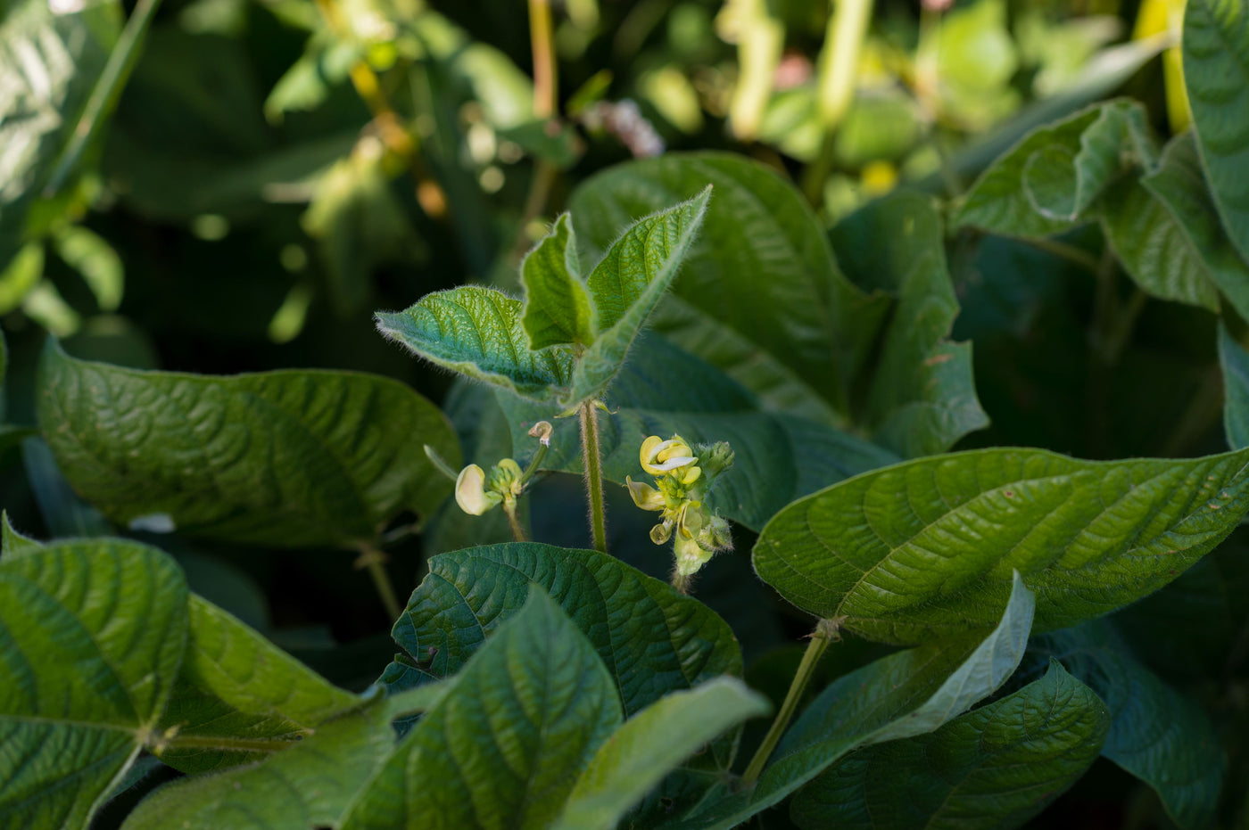 Mung Beans