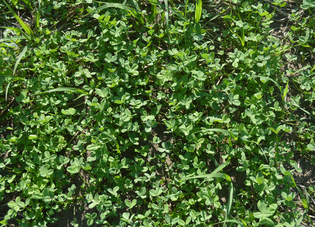Persian Clover (eNhance) - OMRI Inoculated