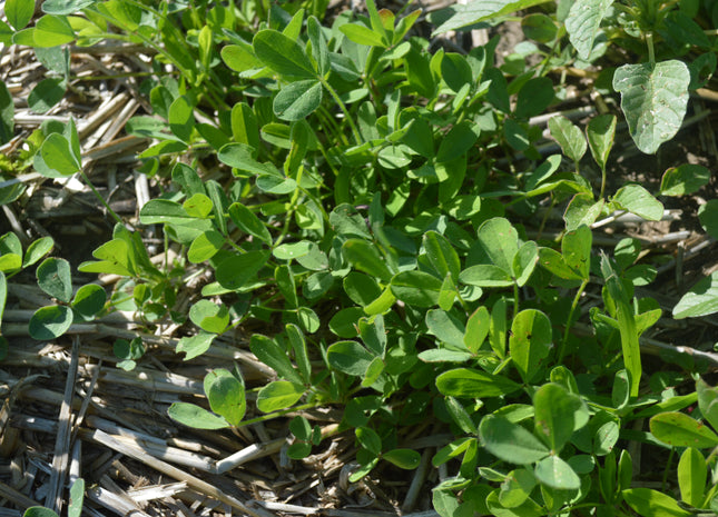 Berseem Clover (Frosty) - OMRI Coated