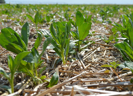 Safflower (Baldy)