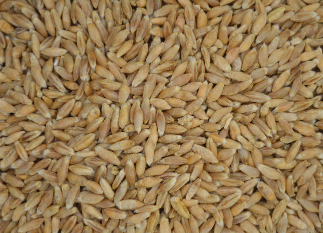 Triticale (SY TF 813 Triticale) - PVP