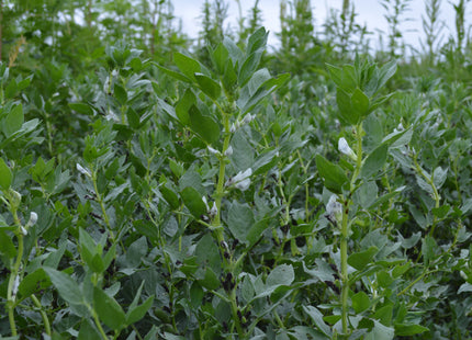 Faba Bean