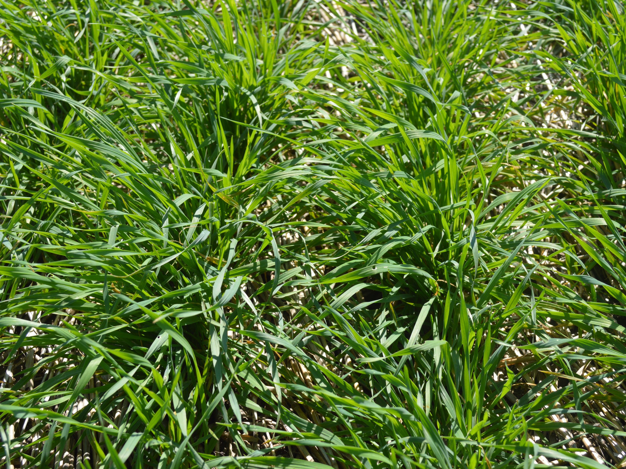 Cereal Rye (Elbon) – Green Cover