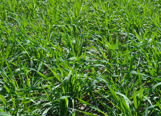 Triticale (SY TF 813 Triticale) - PVP