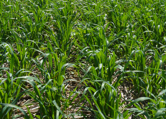 Organic Jerry Spring Oats